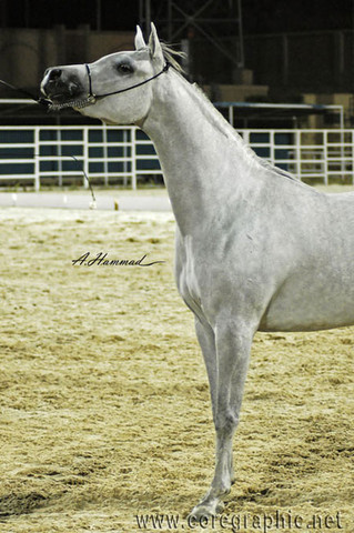 JUNIOR CHAMPION FILLY - IMEILA - 11/05/2005
SIRE: IMTAARIF
DAM: NIMEELAH
OWNER: EL FARIDA
BREEDER:KEN & MARY SCRIBNER - USA 