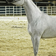 JUNIOR CHAMPION FILLY - IMEILA - 11/05/2005
SIRE: IMTAARIF
DAM: NIMEELAH
OWNER: EL FARIDA
BREEDER:KEN & MARY SCRIBNER - USA 