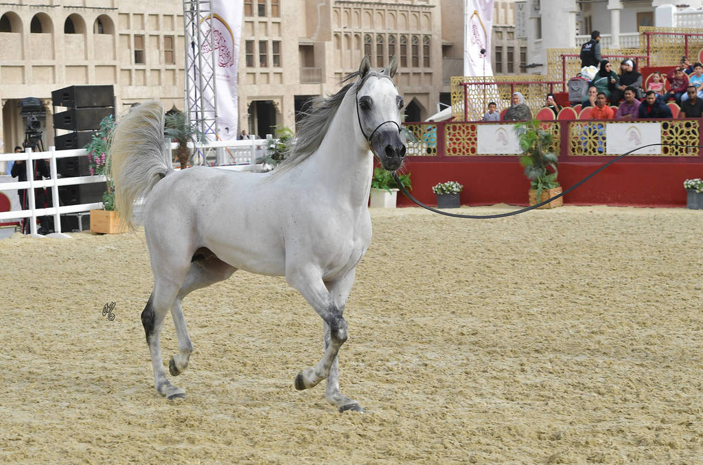 Shamel Al Waab: Stallions 4-6 Years Old