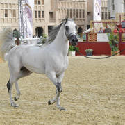 Shamel Al Waab: Stallions 4-6 Years Old