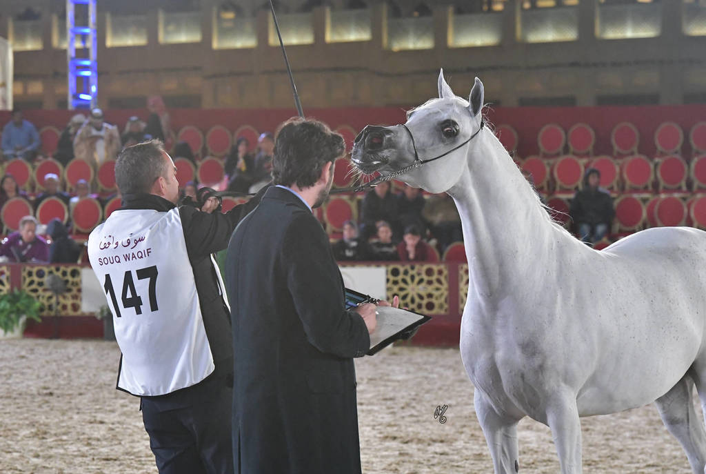 Nashua Al Rayyan: Mares 7-11 Years Old  