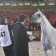 Nashua Al Rayyan: Mares 7-11 Years Old  