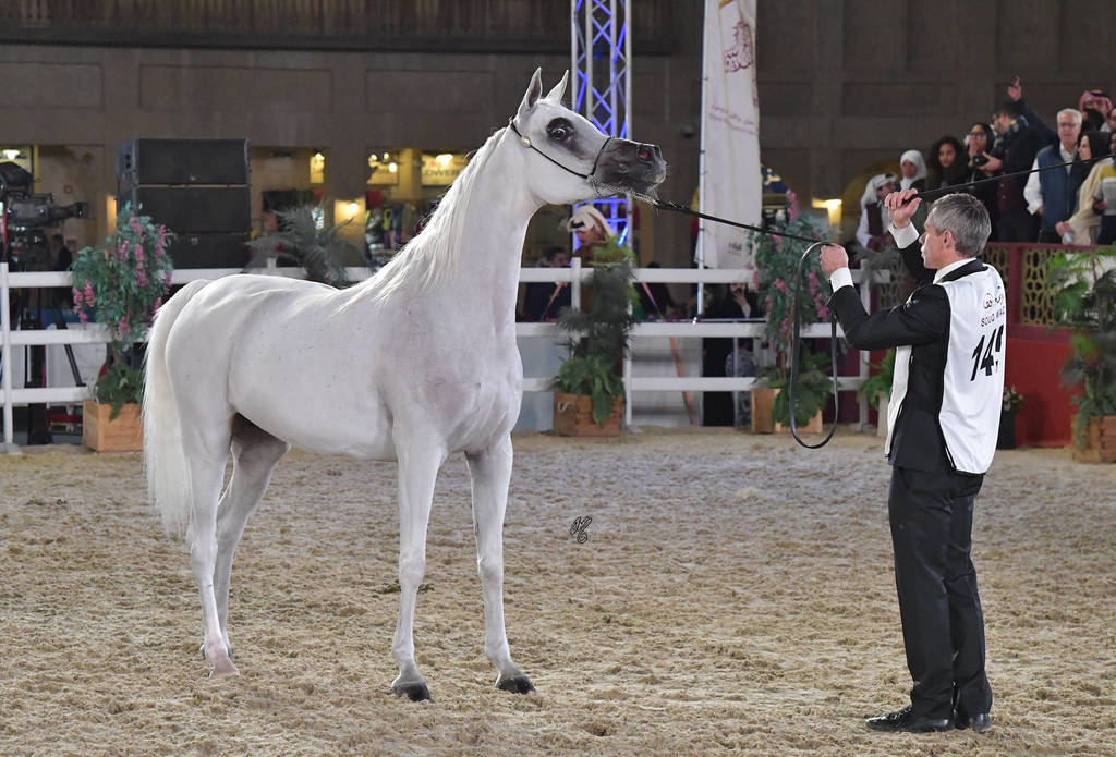 Dawlah Al Shaqab: Mares 7-11 Years Old