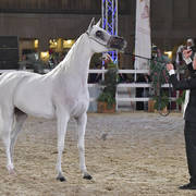 Dawlah Al Shaqab: Mares 7-11 Years Old