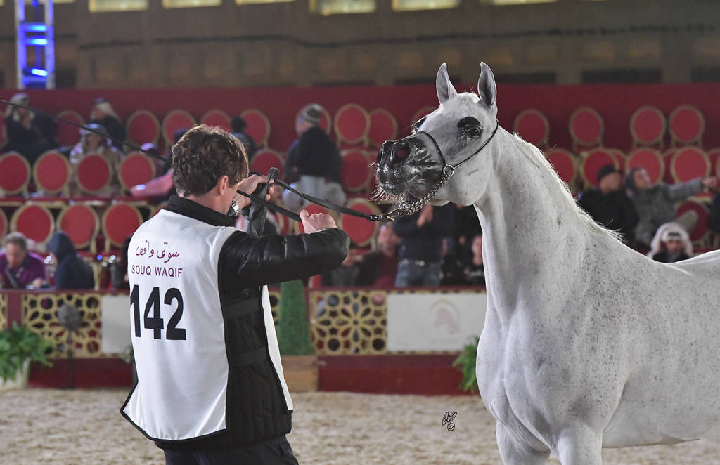 Sweet Star: Mares 7-11 Years Old 