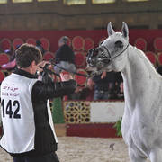 Sweet Star: Mares 7-11 Years Old 