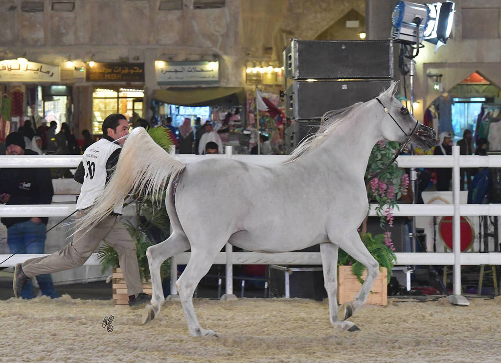 Wathnat Al Tayar: Mares 7-11 Years Old 