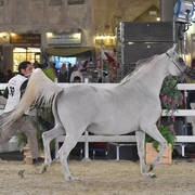 Wathnat Al Tayar: Mares 7-11 Years Old 