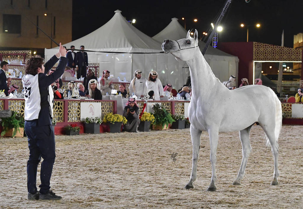 Semha Al Waab: Mares 7-11 Years Old