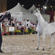 Semha Al Waab: Mares 7-11 Years Old