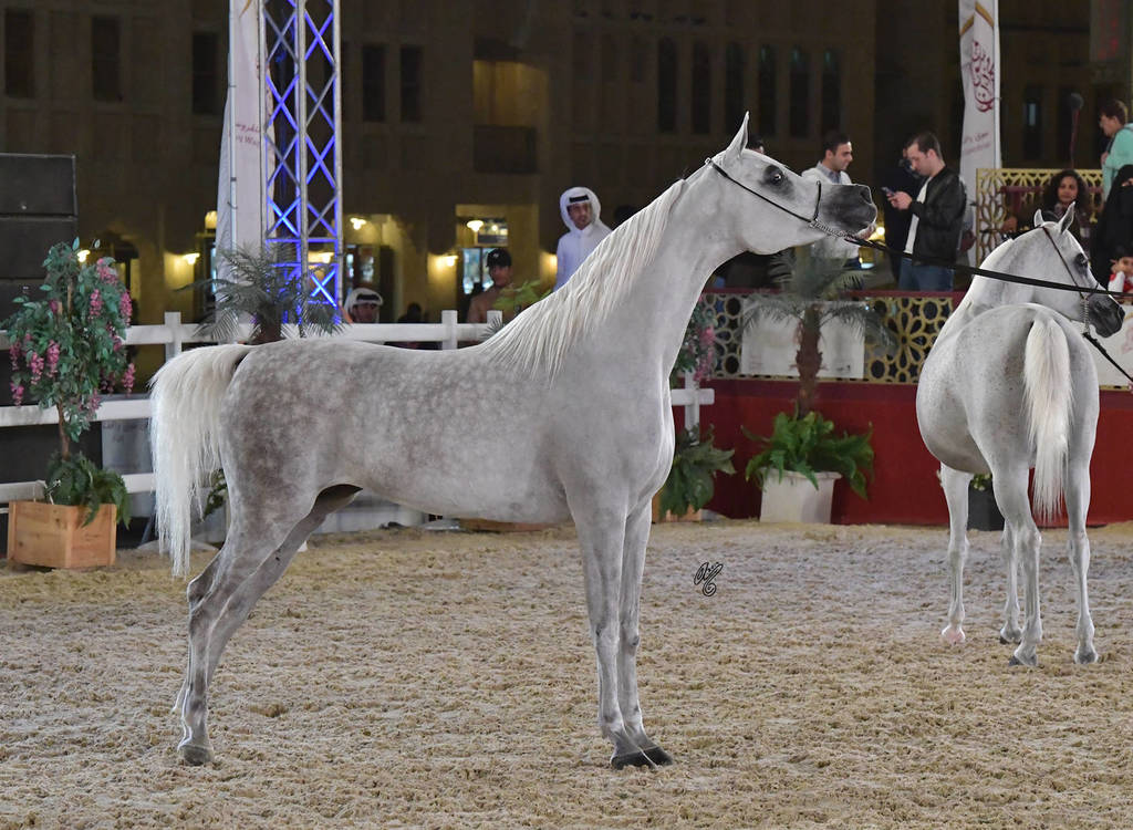Deenara Al Waab: Mares 7-11 Years Old