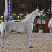 Deenara Al Waab: Mares 7-11 Years Old