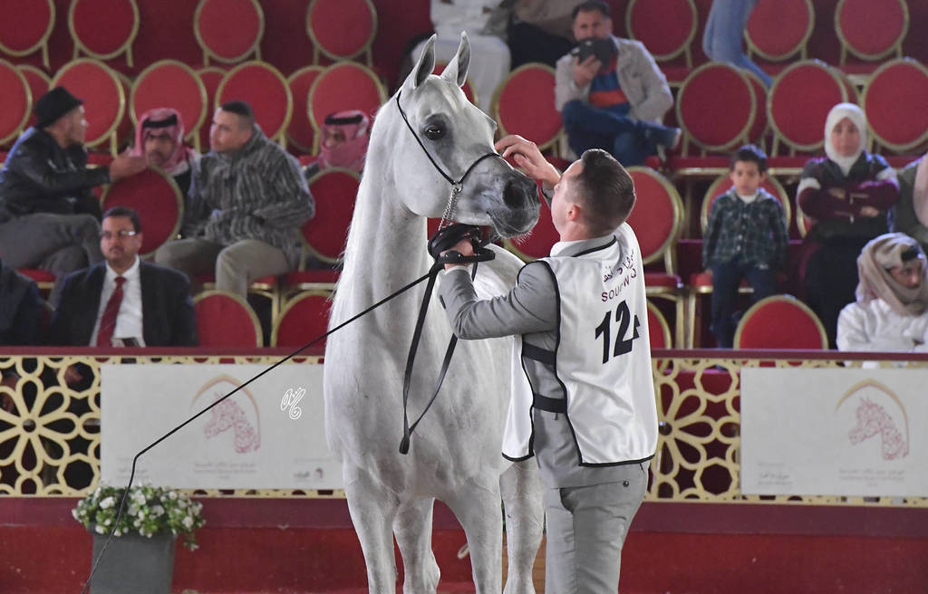 Deenara Al Waab: Mares 7-11 Years Old