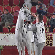 Deenara Al Waab: Mares 7-11 Years Old