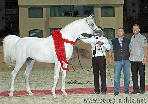 NATIONAL CHAMPION STALLION - HAMRA ALIGANCE - 11/05/1998
SIRE: ALI VALENTINO
DAM: SONBOHLA MUSICL
OWNER: EL FARIDA
BREEDER: GUBBIOTTI - ITALY
