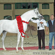 NATIONAL CHAMPION STALLION - HAMRA ALIGANCE - 11/05/1998
SIRE: ALI VALENTINO
DAM: SONBOHLA MUSICL
OWNER: EL FARIDA
BREEDER: GUBBIOTTI - ITALY
