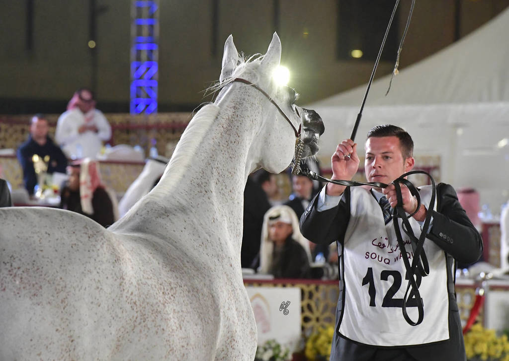 Rb Ghalia: Mares 7-11 Years Old 