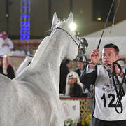 Rb Ghalia: Mares 7-11 Years Old 