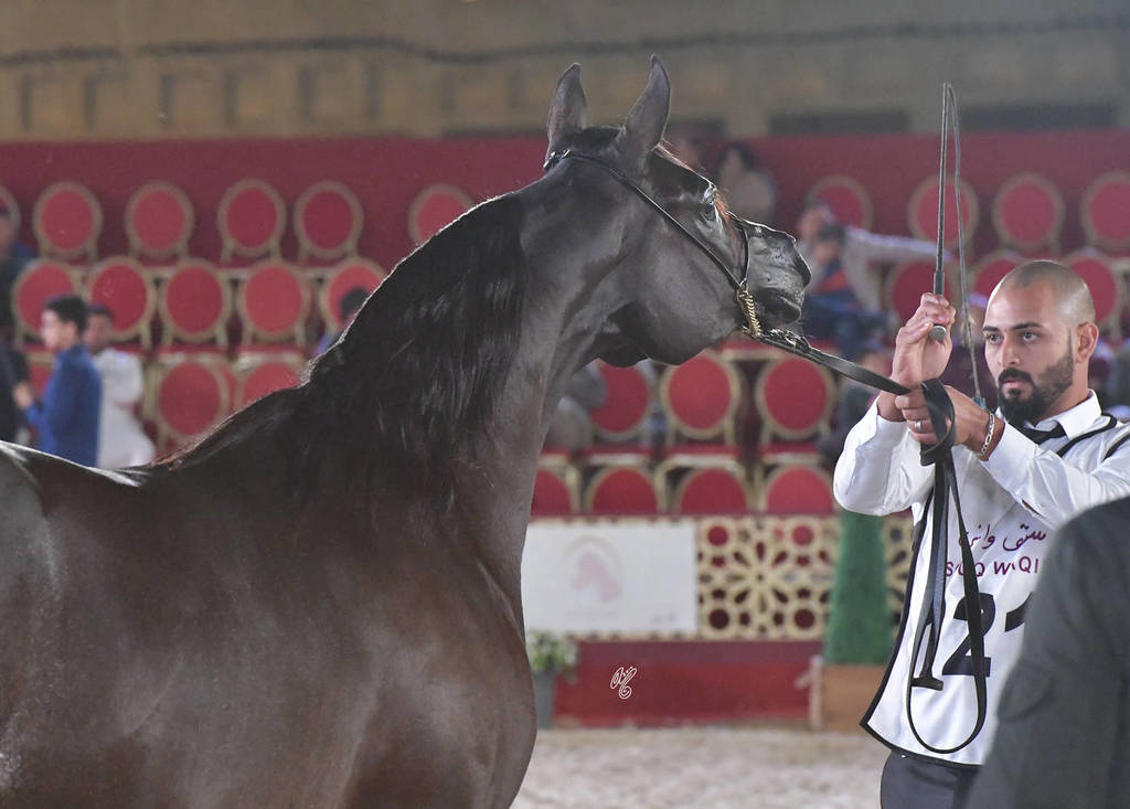 Al Anoud Al Dhm: Mares 7-11 Years Old