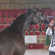 Al Anoud Al Dhm: Mares 7-11 Years Old