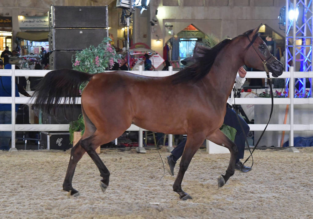 Dnaaner Al Nasser: Mares 4-6 Years Old 