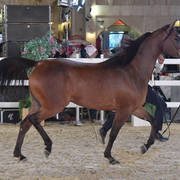 Dnaaner Al Nasser: Mares 4-6 Years Old 