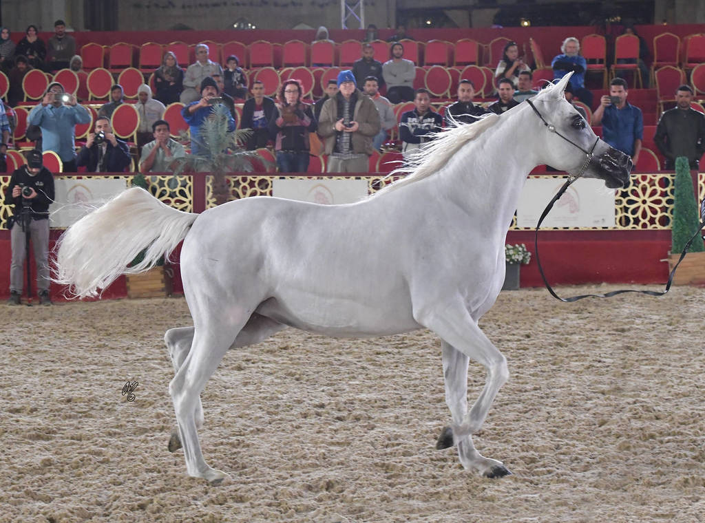 Amirat Najd: Mares 4-6 Years Old 