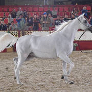 Amirat Najd: Mares 4-6 Years Old 