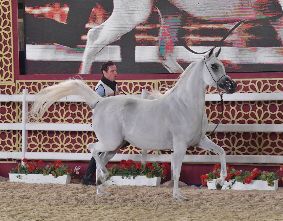 Menwat Al Farres: Mares 4-6 Years Old