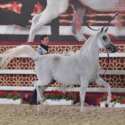 Menwat Al Farres: Mares 4-6 Years Old