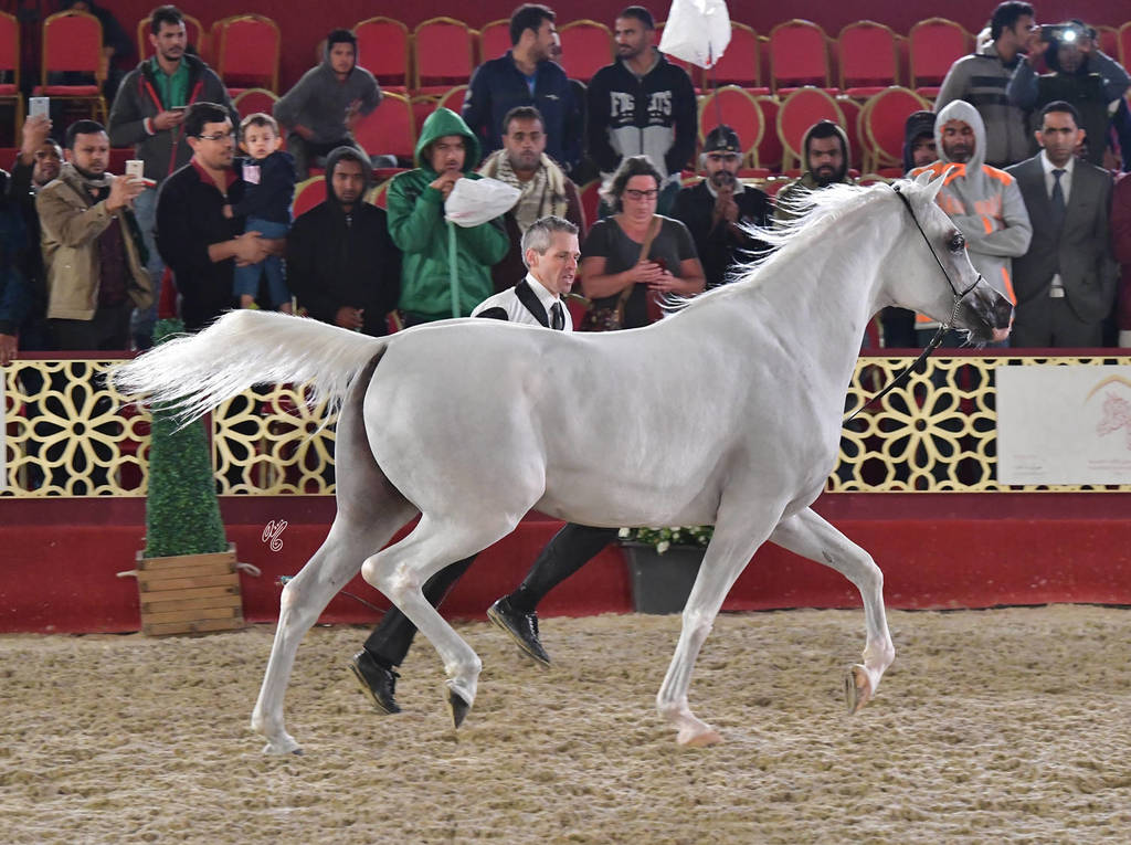 Thorayya Al Rayyan: Mares 4-6 Years Old