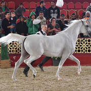 Thorayya Al Rayyan: Mares 4-6 Years Old