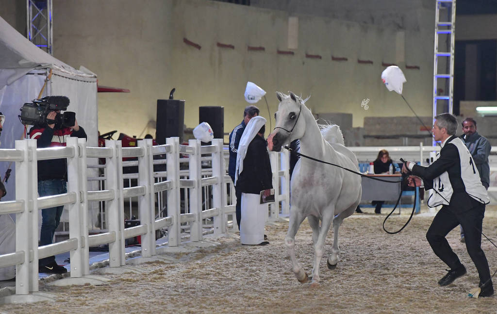 Thorayya Al Rayyan: Mares 4-6 Years Old
