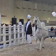 Thorayya Al Rayyan: Mares 4-6 Years Old
