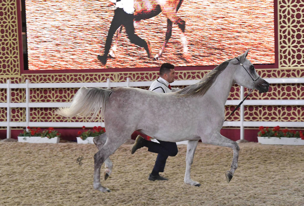 Mahfouza Al Shaqab: Mares 4-6 Years Old