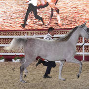 Mahfouza Al Shaqab: Mares 4-6 Years Old
