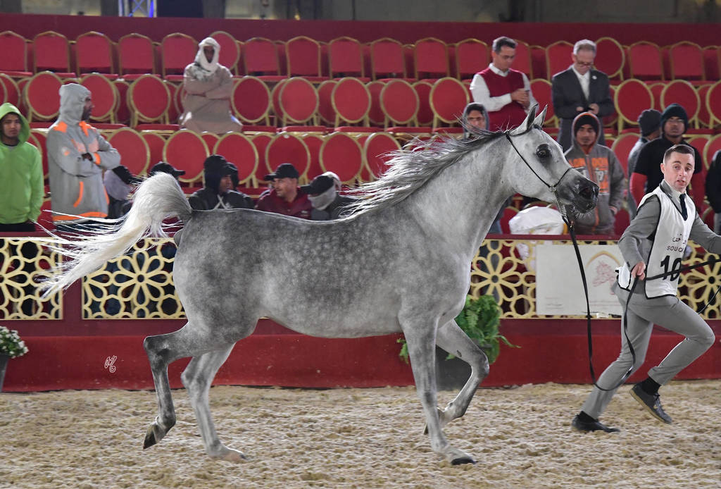 Zouhour Al Waab: Mares 4-6 Years Old