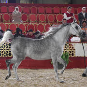 Zouhour Al Waab: Mares 4-6 Years Old