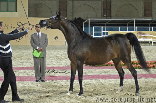 RESERVE NATIONAL CHAMPION MARE - MOHGA SAKR - 17/10/1999
SIRE: IMPERIAL MADORI
DAM: SES MARAH
OWNER: KHATTAB & TAHANI
BREEDER: SAKR