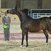 RESERVE NATIONAL CHAMPION MARE - MOHGA SAKR - 17/10/1999
SIRE: IMPERIAL MADORI
DAM: SES MARAH
OWNER: KHATTAB & TAHANI
BREEDER: SAKR