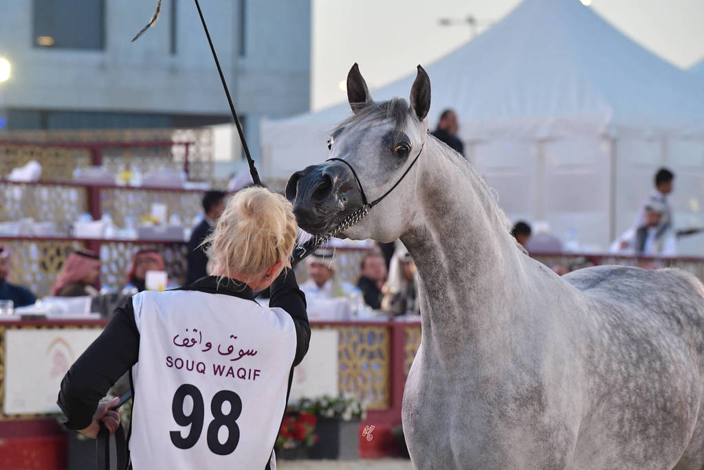 Blmira Al Shmokh: Mares 4-6 Years Old 