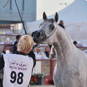 Blmira Al Shmokh: Mares 4-6 Years Old 