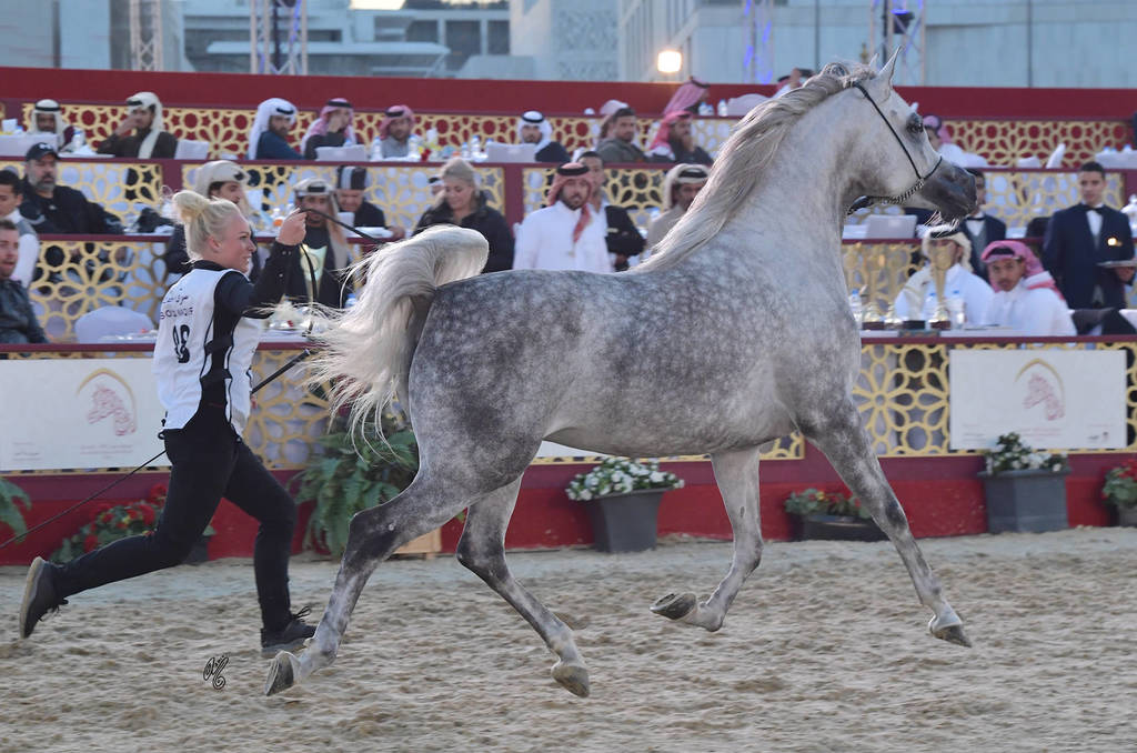Blmira Al Shmokh: Mares 4-6 Years Old 