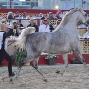 Blmira Al Shmokh: Mares 4-6 Years Old 