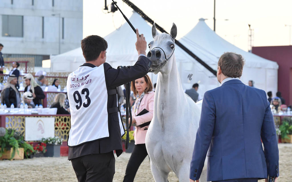 Taraf Al Waab: Mares 4-6 Years Old 