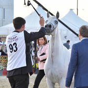 Taraf Al Waab: Mares 4-6 Years Old 