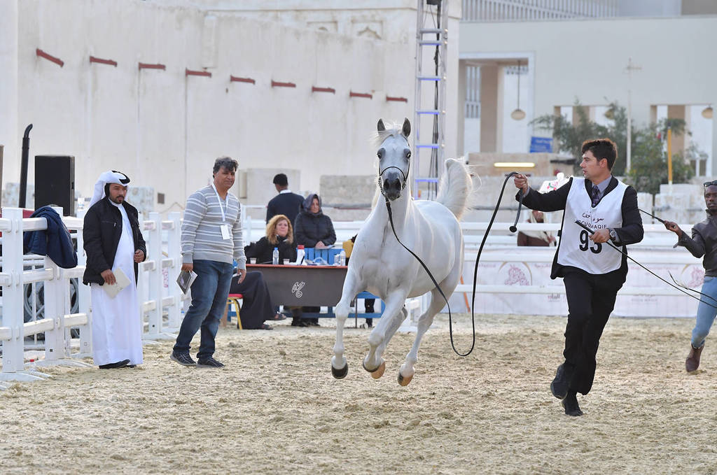 Taraf Al Waab: Mares 4-6 Years Old  