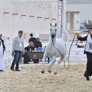 Taraf Al Waab: Mares 4-6 Years Old  
