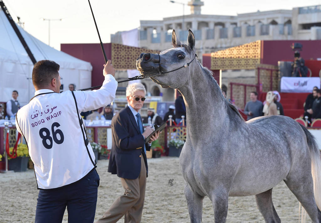 Mourjana Al Waab: Mares 4-6 Years Old 