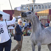 Mourjana Al Waab: Mares 4-6 Years Old 